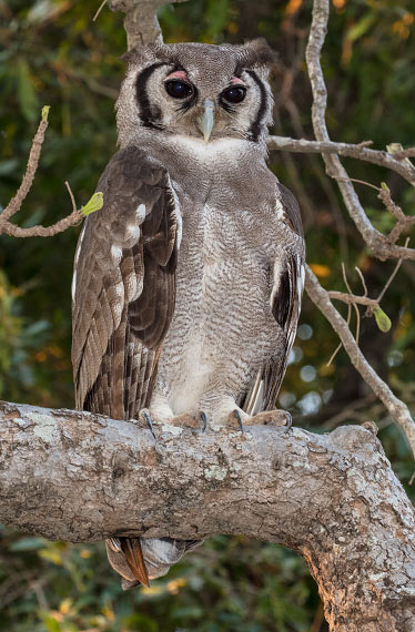 Verreaux's Eagle Owl